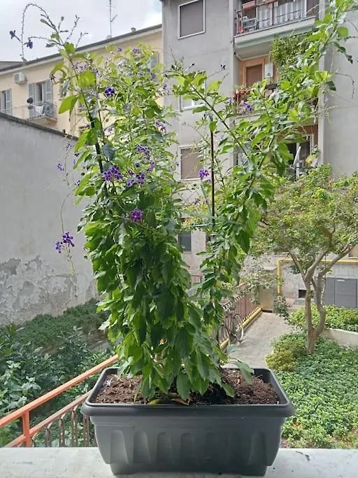 Il Grande Blu Apartment Milan Italy